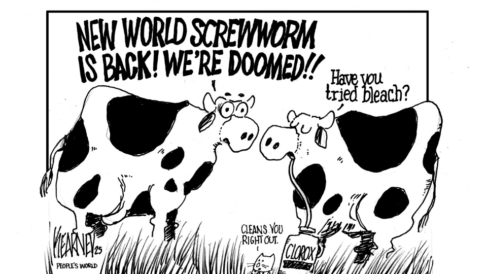 Climate denial may help a livestock-killing pest make a comeback